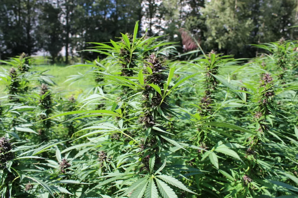 floraison graines de cannabis
