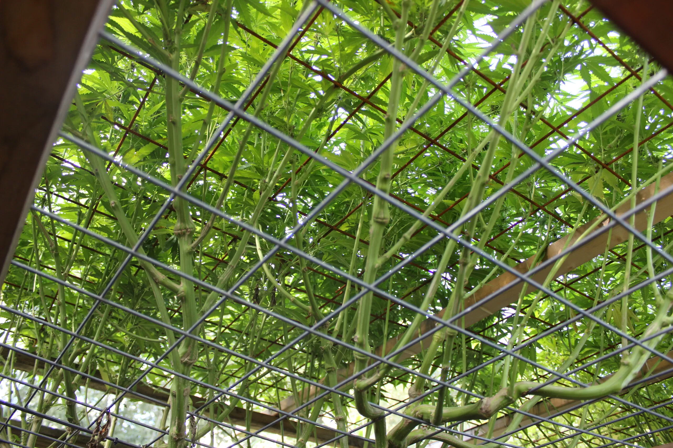 screen of green cannabis seeds