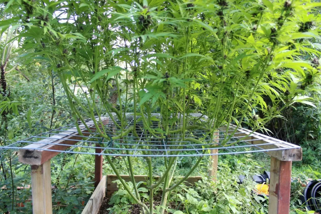 buiten cannabis groeienn of green outdoor