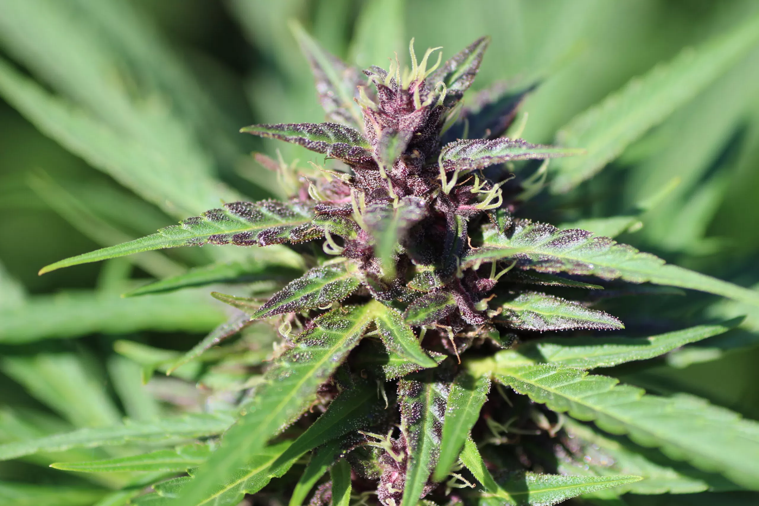 paarse cannabis wiet toppen kleur
