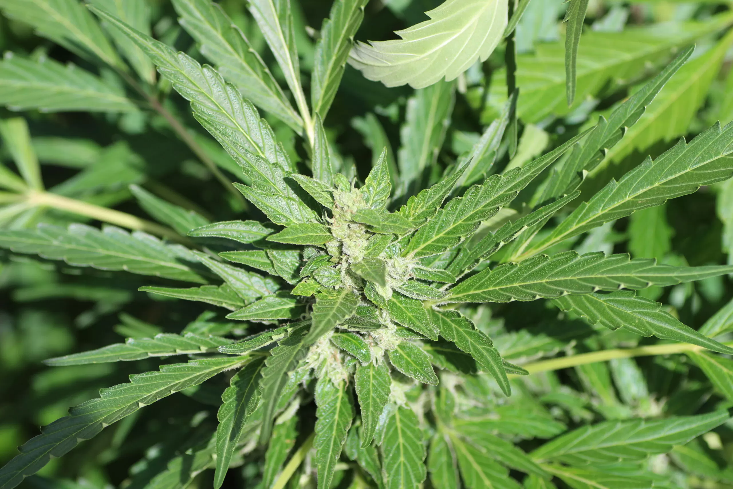 great cannabis sativa indica seeds