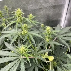 supercrop technique cannabis