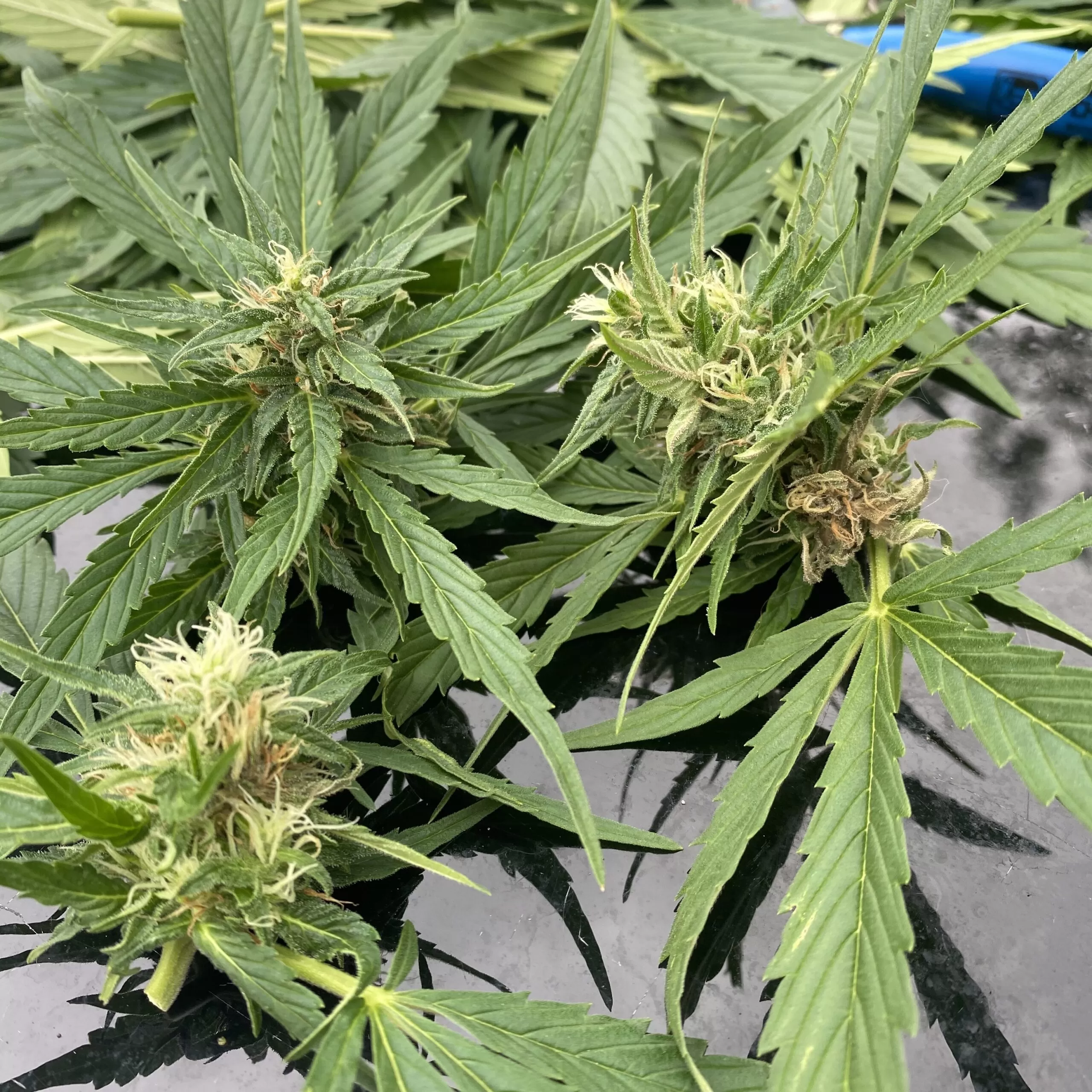bud rot cannabis