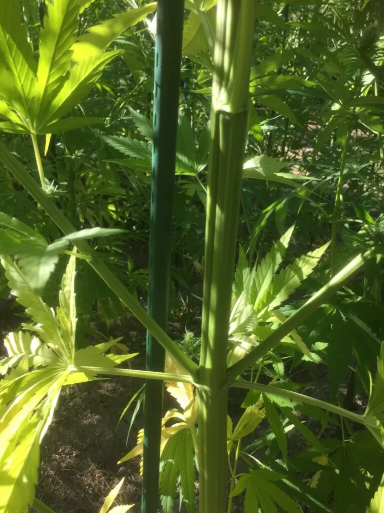 cannabis plant from seed