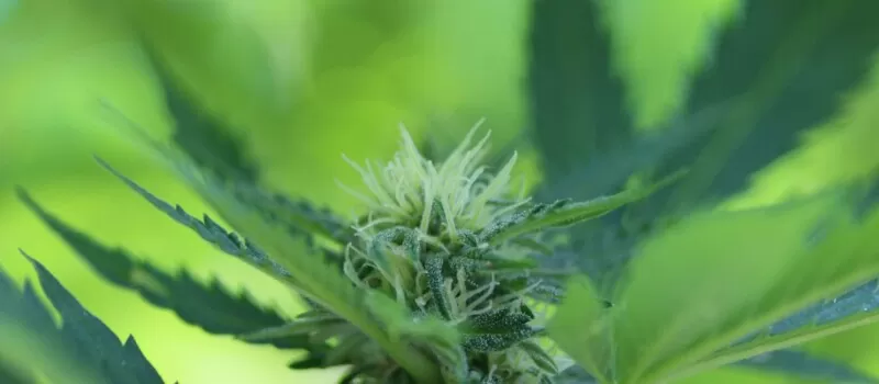 Autoflower cannabis strain