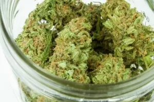 growing medical cannabis