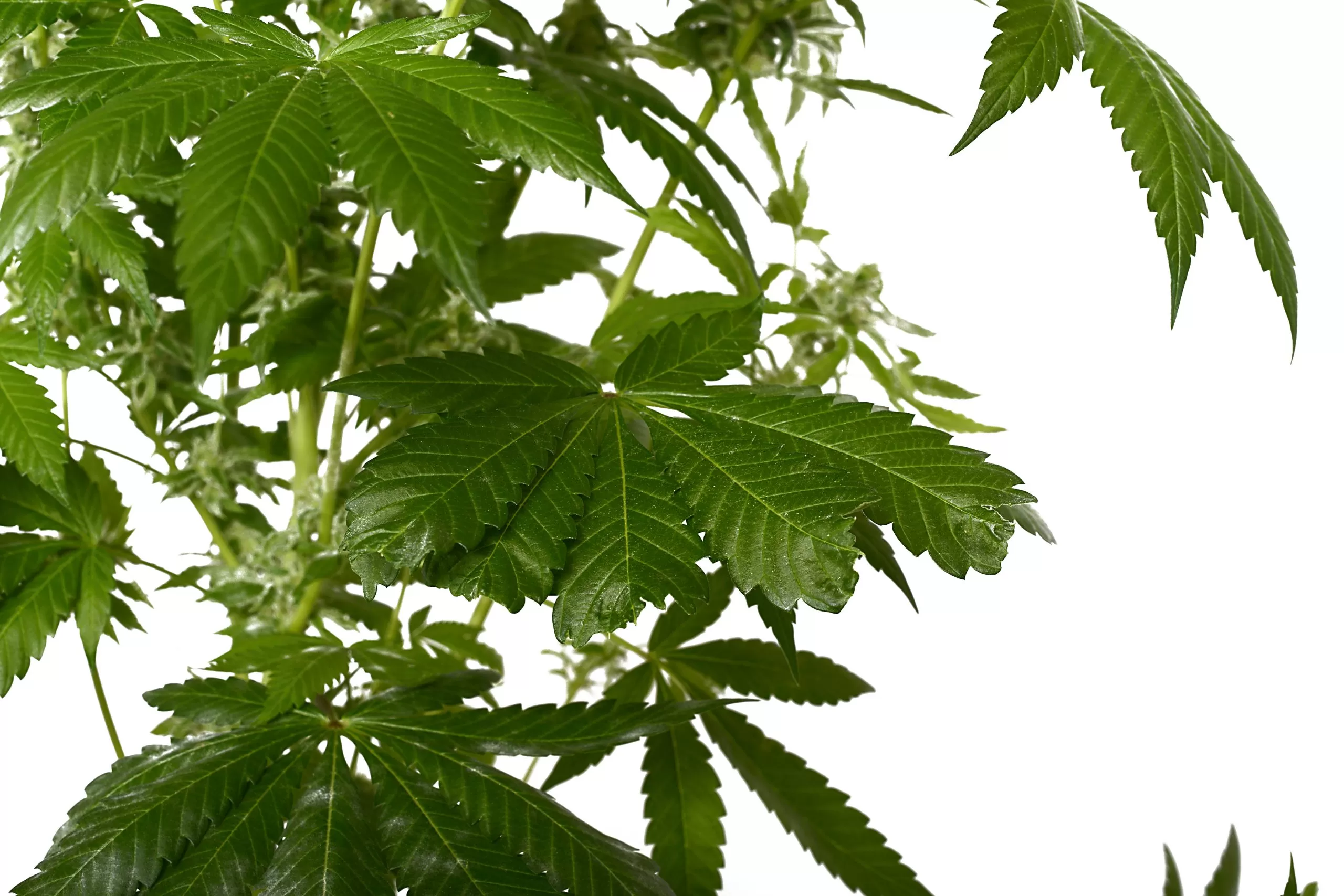 stress cannabis leaf
