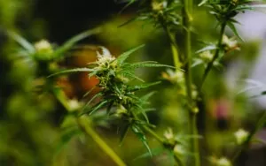 growing amsterdam genetics medical cannabis seeds