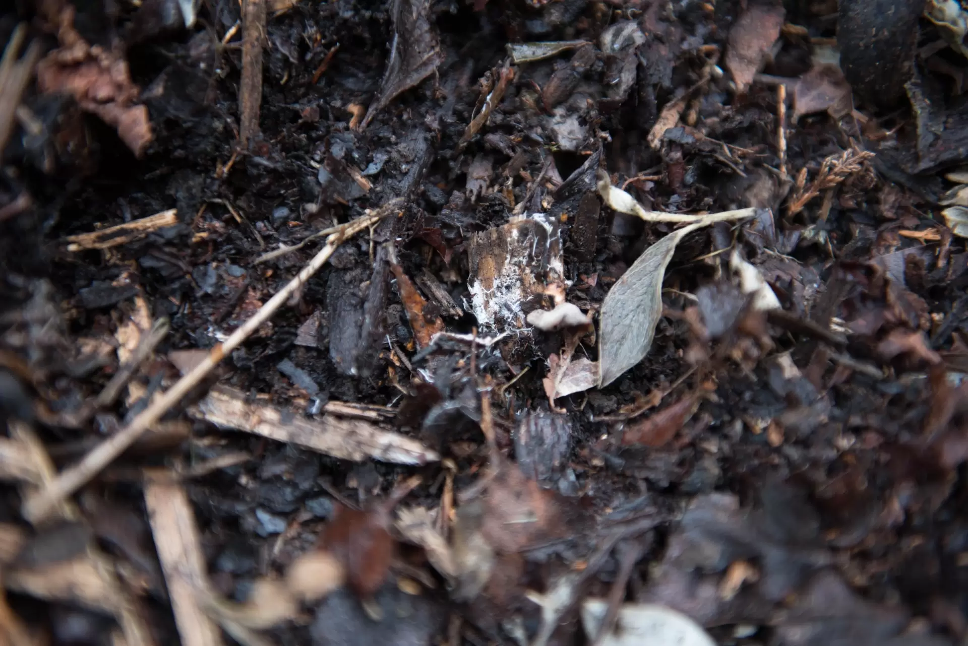 organic cannabis mulch soil