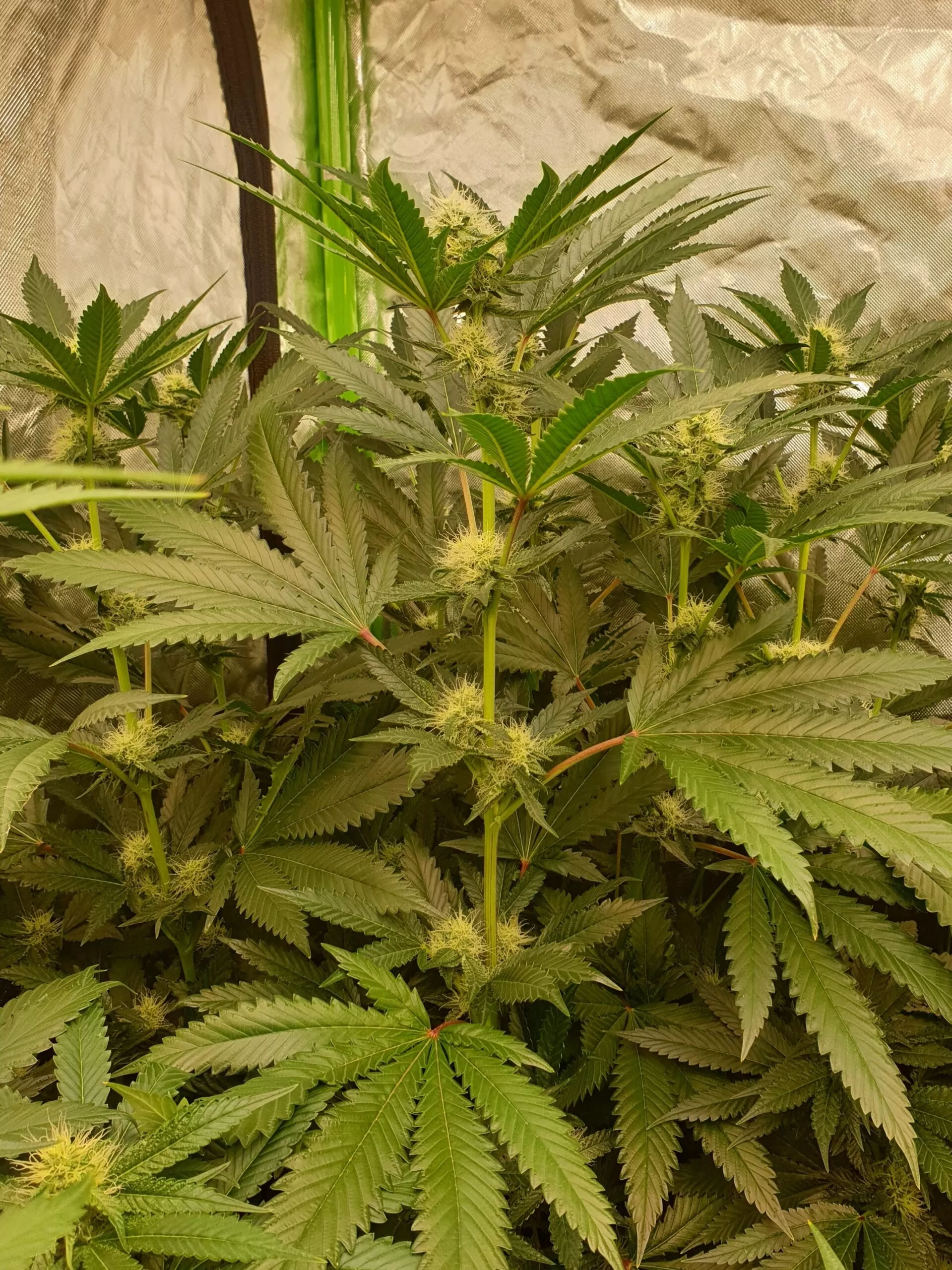 first cannabis home grow indoor