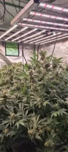 heat lighting watering cannabis plants