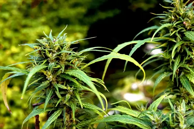 outdoor grow marijuana intercropping
