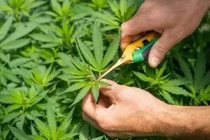 pruning defoliating cannabis marijuana
