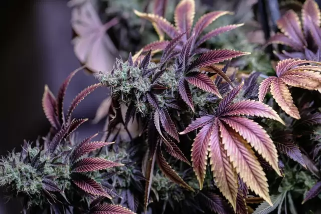 best cannabis strains purple blue