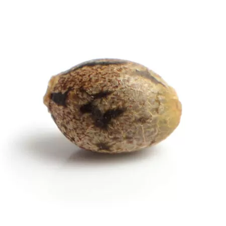 Quicksilver seed