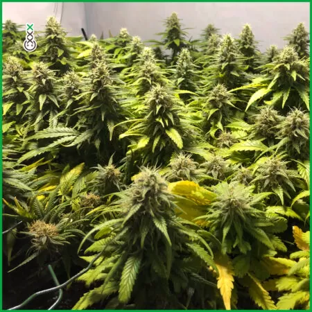 homegrown cannabis supercropping