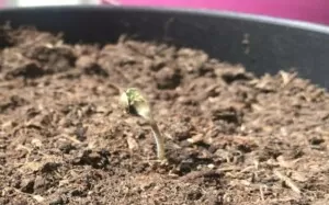 Cannabis seedling emerging 