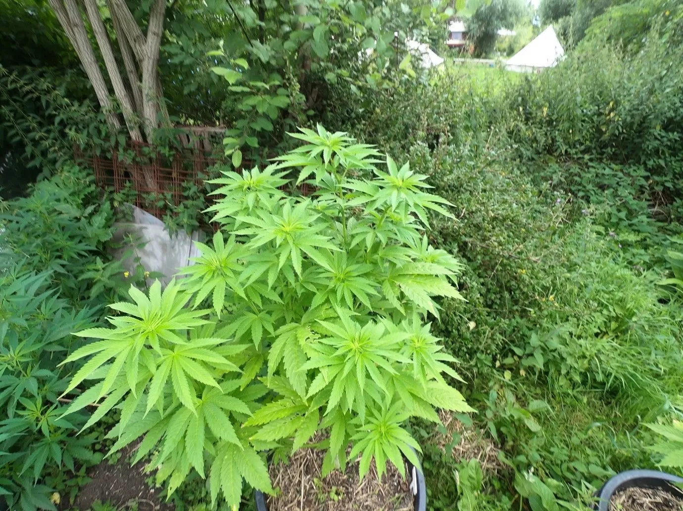 growing homegrown cannabis outdoors