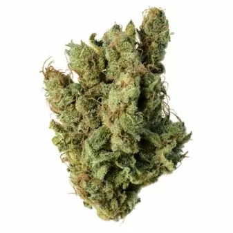 cannabis sativa indica buds