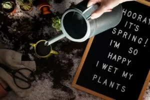 watering marijuana plants