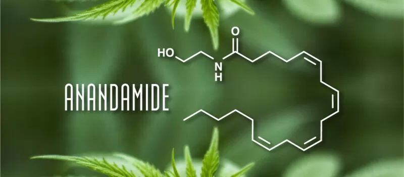 anandamide cannabis