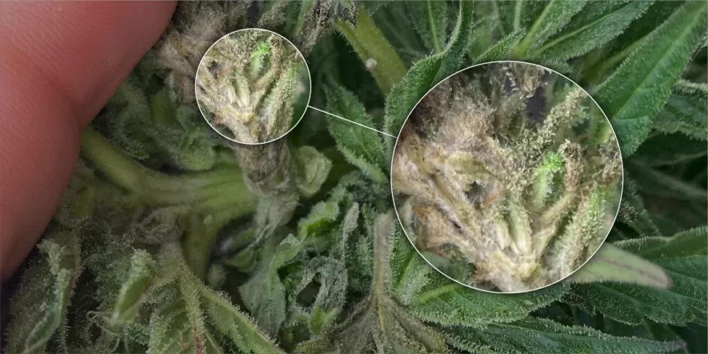 mold bud rot cannabis