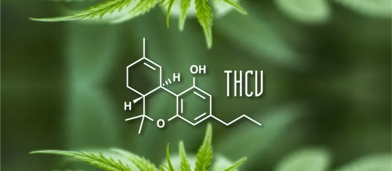 thcv cannabis seeds amsterdam genetics