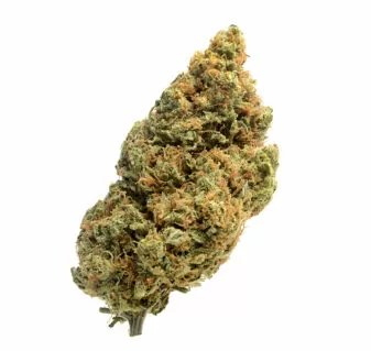 Blue amnesia autoflower cannabis seeds