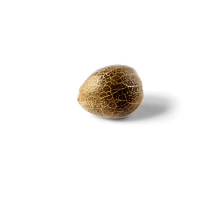 choco cheescake seed