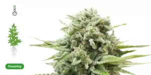 How cannabis grows THC resin glands 