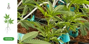 Growths stage vegetative cannabis plant