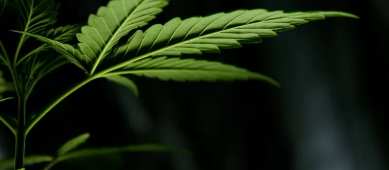 cannabis leaf autoflower