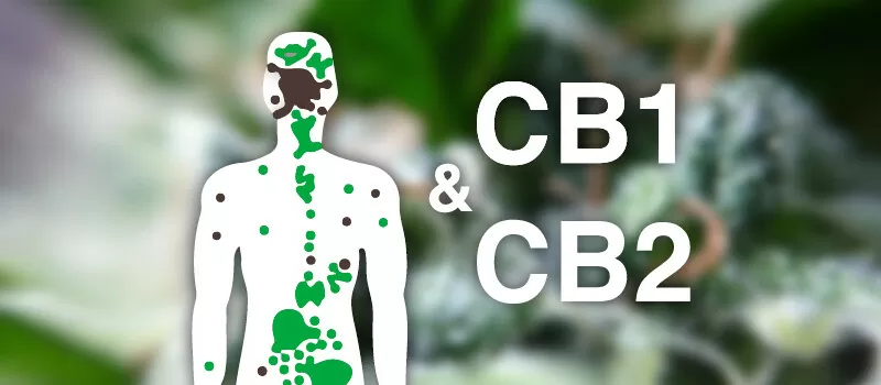 cb1 en cb2 effects