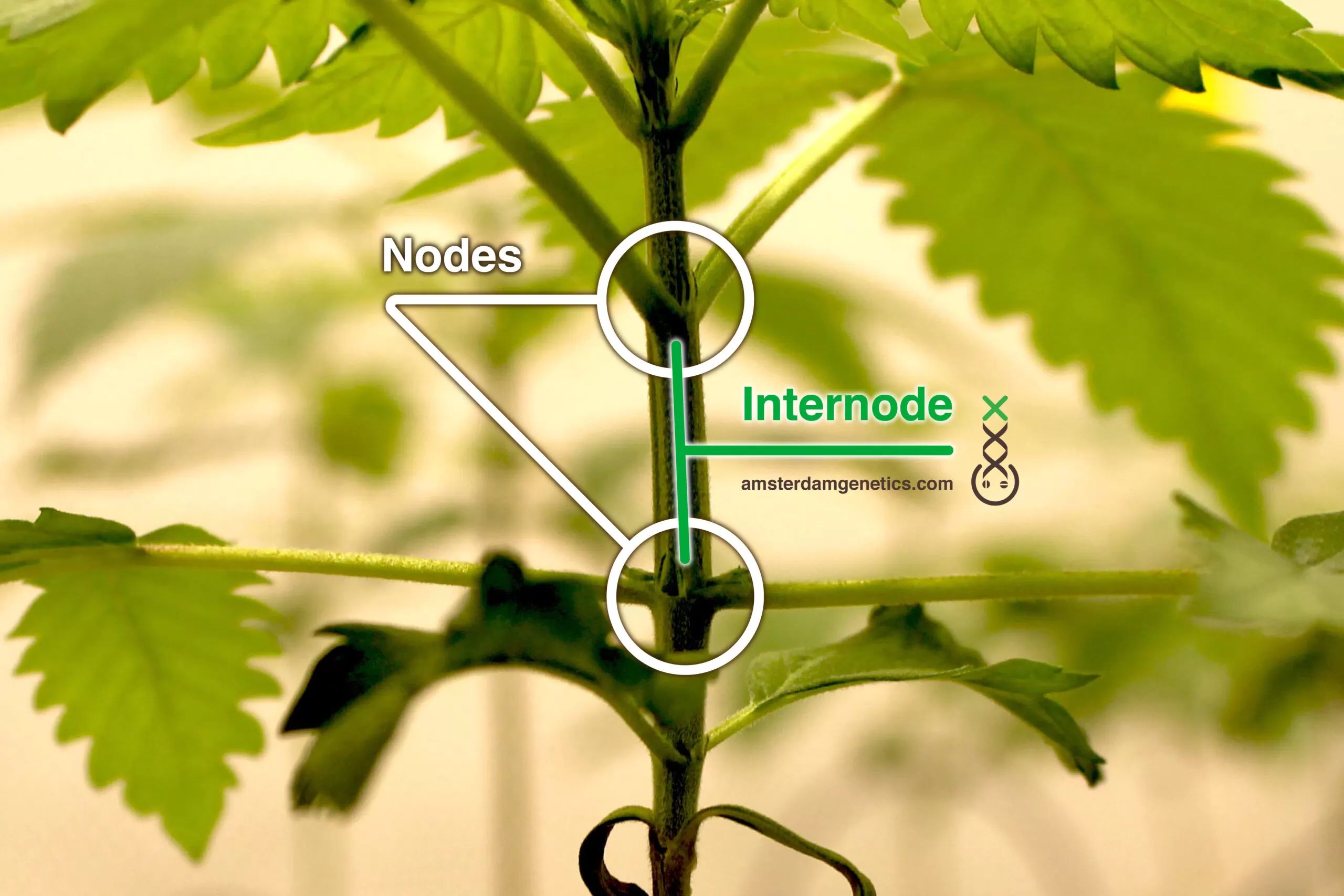 nodes node internodes internode Amsterdam Genetics 