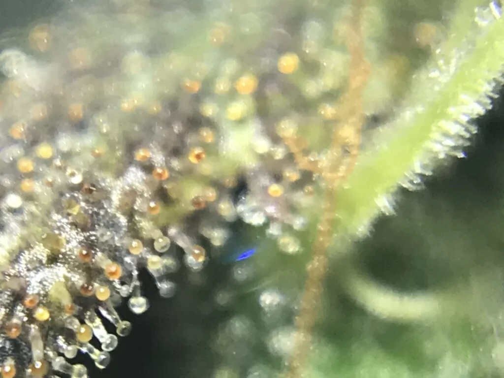 trichomes weed 