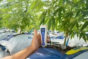 ph meter marijuana plants