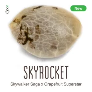 Skyrocket cannabis seeds