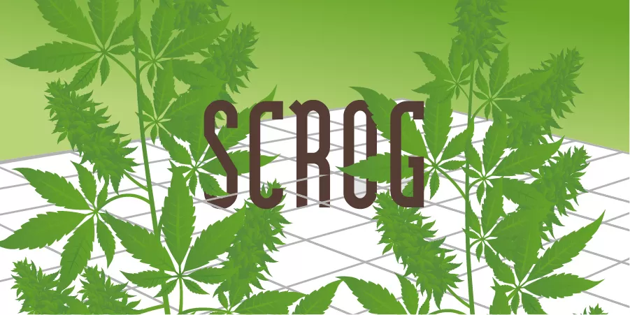 screen of green amsterdam genetics cannabis