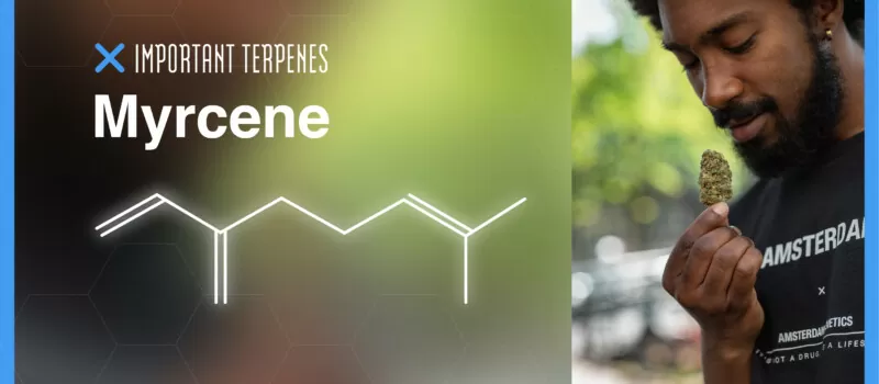 myrcene terpene cannabis amsterdam genetics