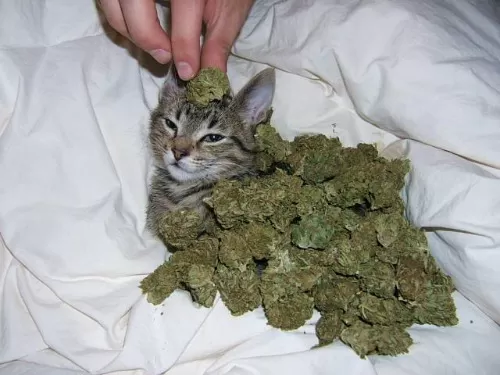 cat pet cannabis