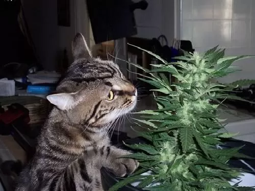 cat and weed
