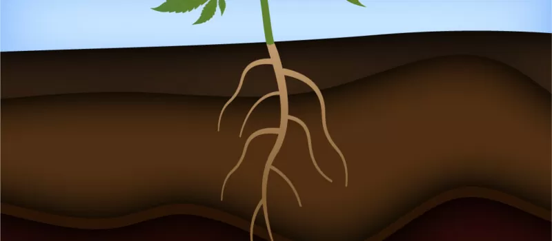 cannabis wortels