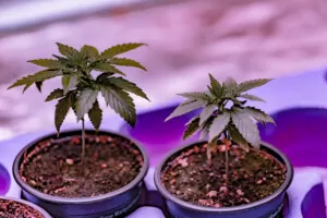 pot size weed seeds