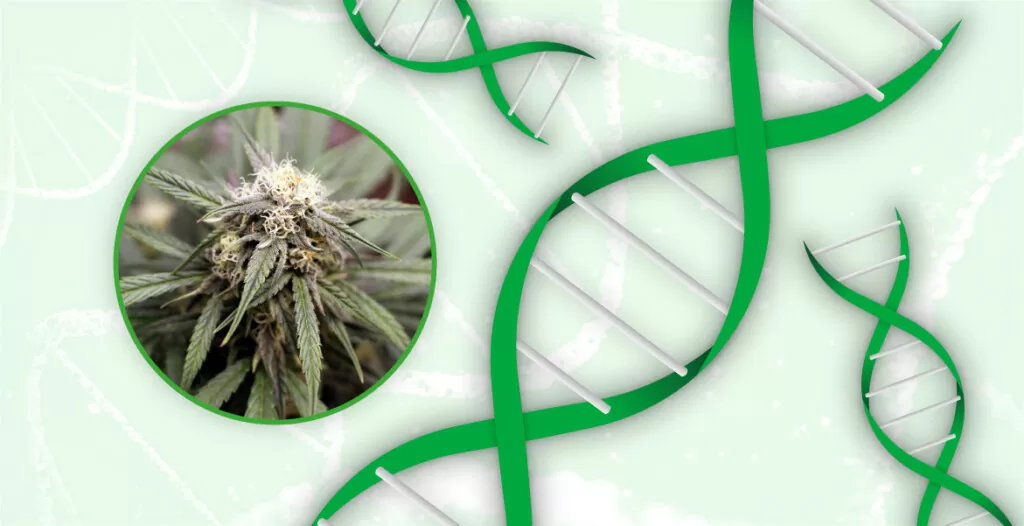 landrace cannabis genetics
