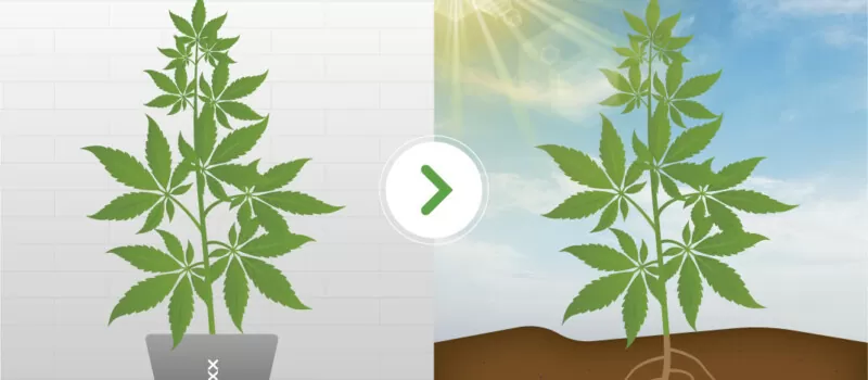 cannabis outdoor seizoen zaden