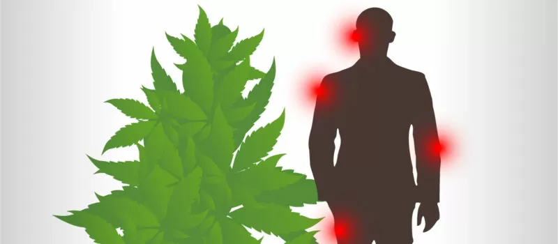 cannabis inflammation