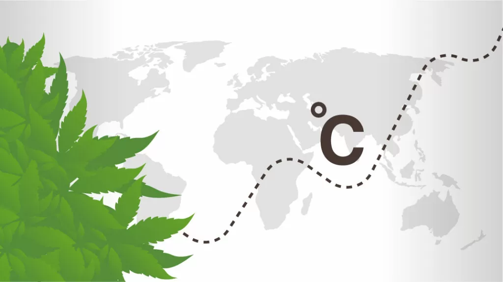 cannabis climate change