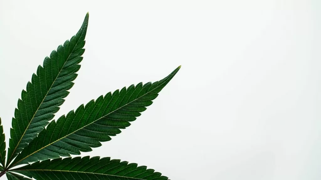 feuilles cannabis