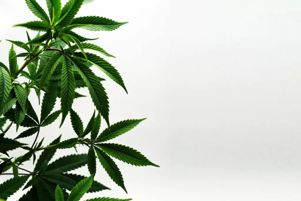 cannabis vegetative phase