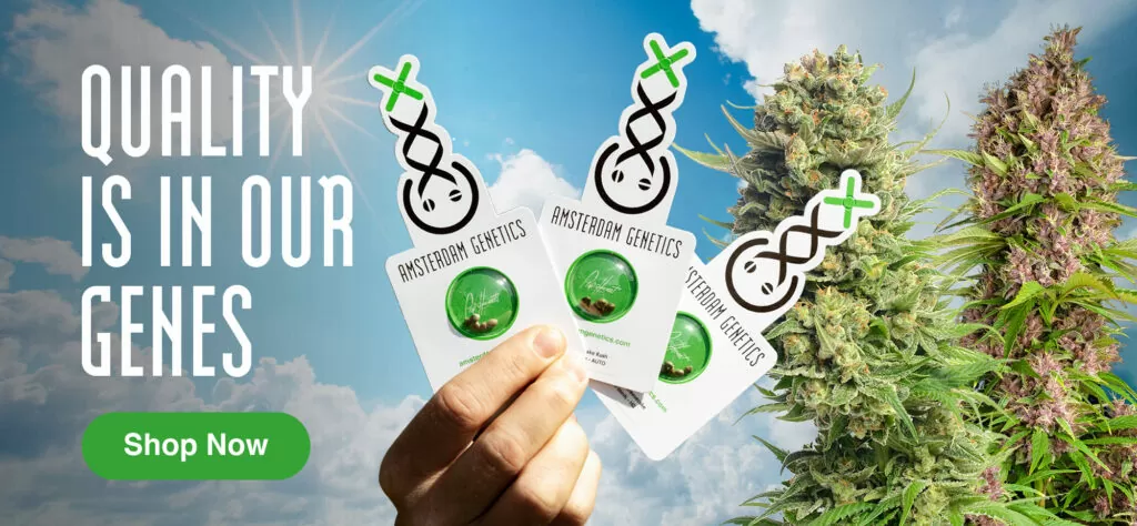 two cannabis grows outdoor season